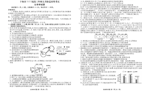 湖北省十堰市2025届高三下学期5月份适应性考试生物试题（含答案）_2025年5月_250521湖北省十堰市2025届高三下学期五月份适应性考试（全科）