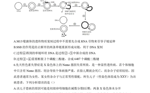 2024届明日之星高考生物精英模拟卷河北版_2024高考押题卷_72024正确教育全系列_2024明日之星全系列_（新高考）2024《明日之星&middot;高考精英模拟卷》（九科全）各一套