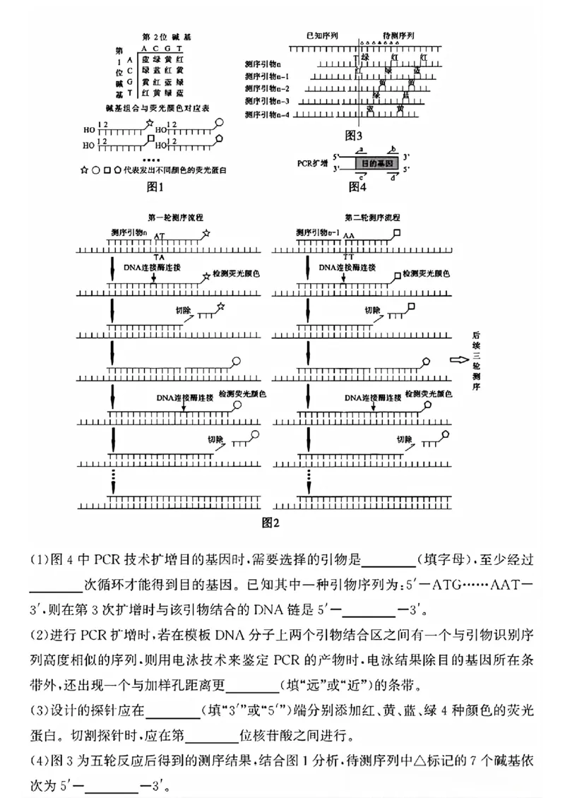 山东省滨州市2025届高三下学期第二次模拟考试生物_2025年5月_250514山东省滨州市2025届高三下学期第二次模拟考试（滨州二模）（全科）