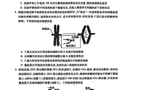 安徽省蚌埠市2025届高三上学期第一次教学质量检查考试（1月）生物PDF版含答案_2025年1月_250123安徽省蚌埠市2025届高三上学期第一次教学质量检查考试（1月）（全科）