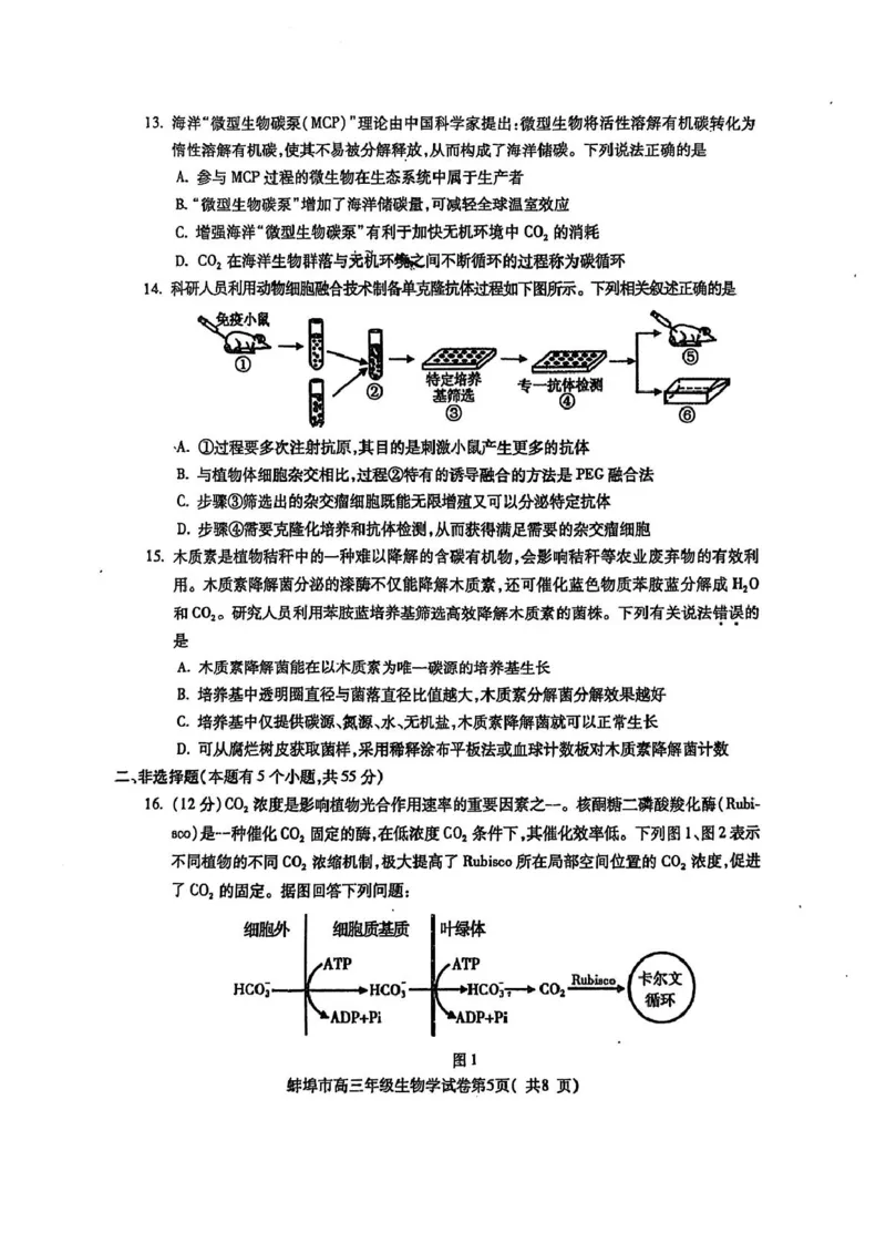 安徽省蚌埠市2025届高三上学期第一次教学质量检查考试（1月）生物PDF版含答案_2025年1月_250123安徽省蚌埠市2025届高三上学期第一次教学质量检查考试（1月）（全科）