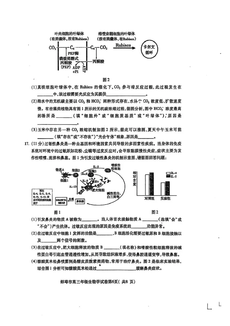 安徽省蚌埠市2025届高三上学期第一次教学质量检查考试（1月）生物PDF版含答案_2025年1月_250123安徽省蚌埠市2025届高三上学期第一次教学质量检查考试（1月）（全科）