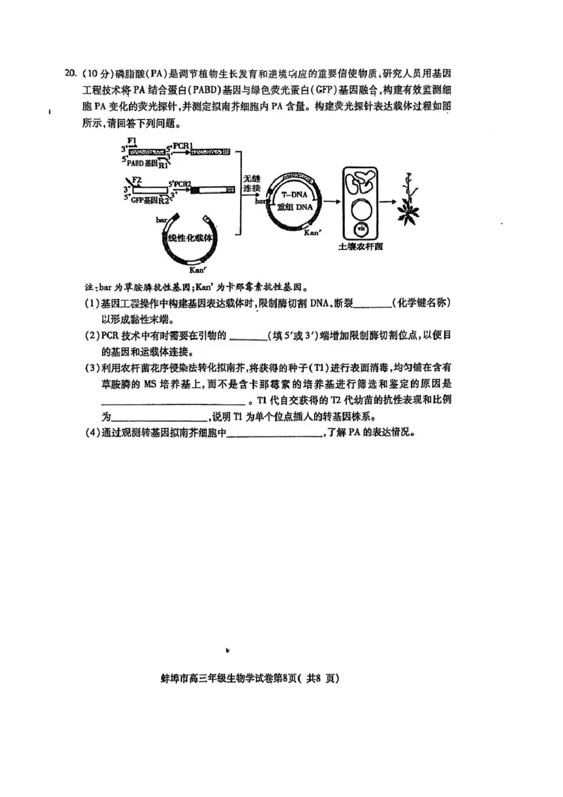 安徽省蚌埠市2025届高三上学期第一次教学质量检查考试（1月）生物PDF版含答案_2025年1月_250123安徽省蚌埠市2025届高三上学期第一次教学质量检查考试（1月）（全科）