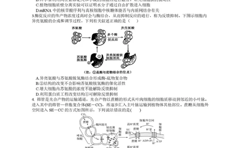 江苏省高邮市2024-2025学年高三下学期第一次联考生物试题+答案_2025年3月_250302江苏省高邮市2024&mdash;2025学年高三上学期第一次联考