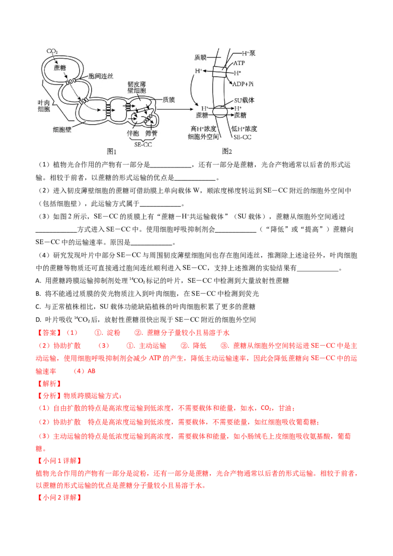 专题03物质的跨膜运输-2024年高考真题和模拟题生物分类汇编（教师卷）_近10年高考真题汇编（必刷）_十年（2014-2024）高考生物真题分项汇编（全国通用）