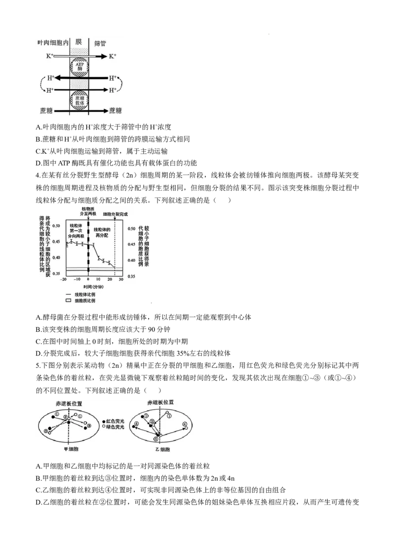 安徽省十联考合肥市第一中学等校2025届高三上学期阶段性诊断检测生物+答案_2025年1月_250102安徽省十联考合肥市第一中学等校2025届高三上学期阶段性诊断检测