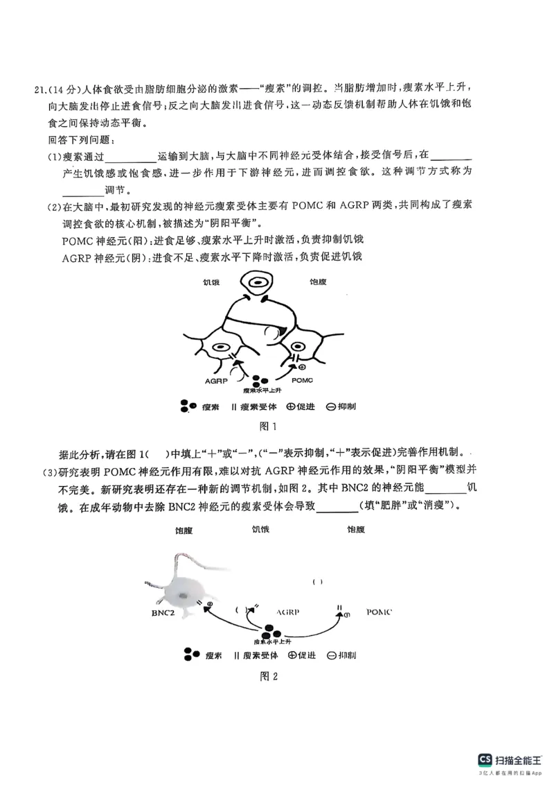 湖北省武汉市江岸区2024-2025学年高三上学期1月期末生物_2025年1月_250113湖北省武汉市江岸区2024-2025学年高三上学期1月期末（全科）