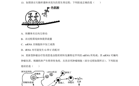生物+答案浙南名校联盟2025-2026学年高三上学期10月联考生物试题-A4答案卷尾_2025年10月_251010浙江省浙南名校联盟2026届高三上学期10月联考（全科）