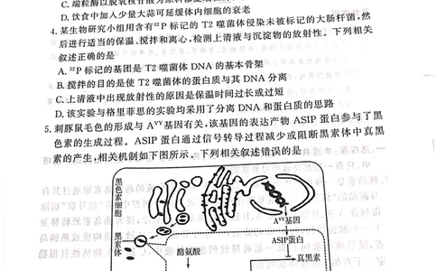 生物_2025年4月_2504292025届湘豫名校联考高三下学期第三次模拟考试_2025届湘豫名校高三三模生物试卷