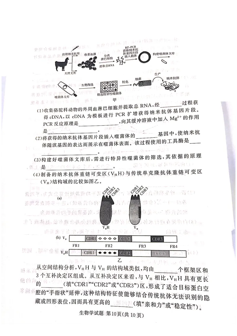 生物_2025年4月_2504292025届湘豫名校联考高三下学期第三次模拟考试_2025届湘豫名校高三三模生物试卷