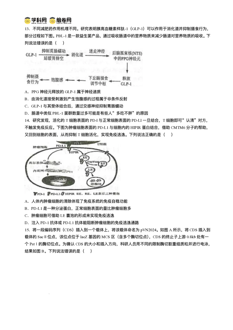 山东省青岛市2024-2025学年高三上学期期末生物试题(无答案)_2025年1月_250126山东省青岛市2025届高三1月期末考