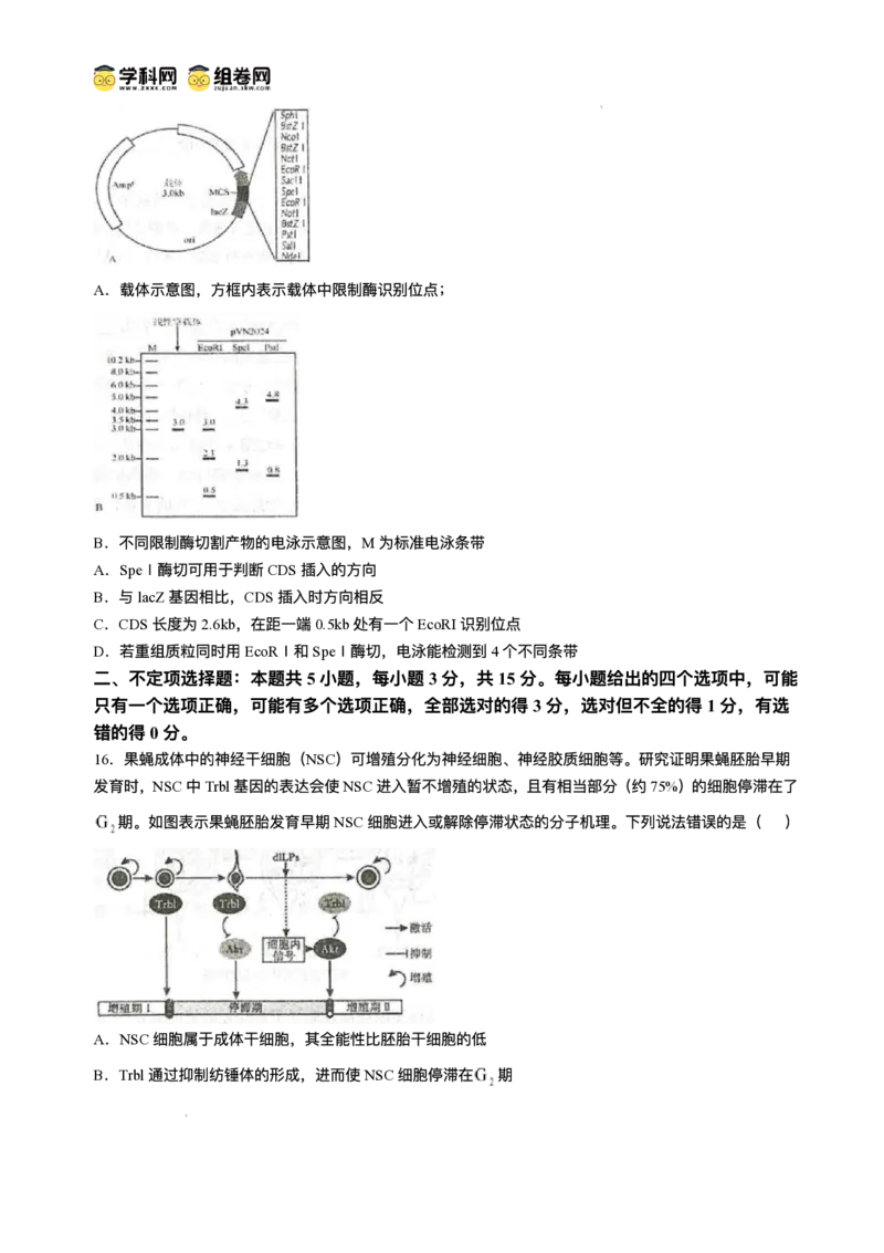 山东省青岛市2024-2025学年高三上学期期末生物试题(无答案)_2025年1月_250126山东省青岛市2025届高三1月期末考