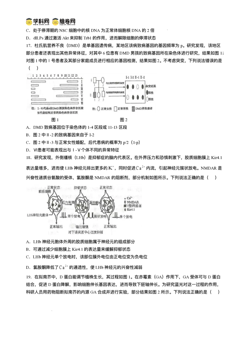 山东省青岛市2024-2025学年高三上学期期末生物试题(无答案)_2025年1月_250126山东省青岛市2025届高三1月期末考