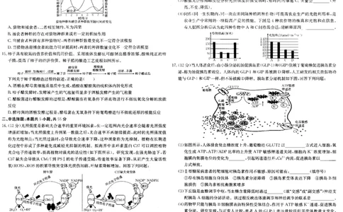 安徽省阜阳市2025届高三上学期教学质量统测生物试卷（含答案）_2025年1月_250110安徽省阜阳市2025届高三上学期教学质量统测（全科）