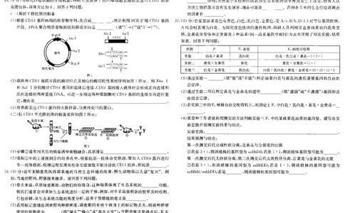 安徽省阜阳市2025届高三上学期教学质量统测生物试卷（含答案）_2025年1月_250110安徽省阜阳市2025届高三上学期教学质量统测（全科）