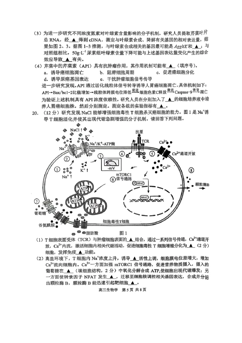 生物试卷+标答2025届江苏省苏锡常镇四市高三下学期5月教学情况调研（二）_2025年5月_250508江苏省苏锡常镇四市2024-2025学年度高三5月教学情况调研（二）（全科）