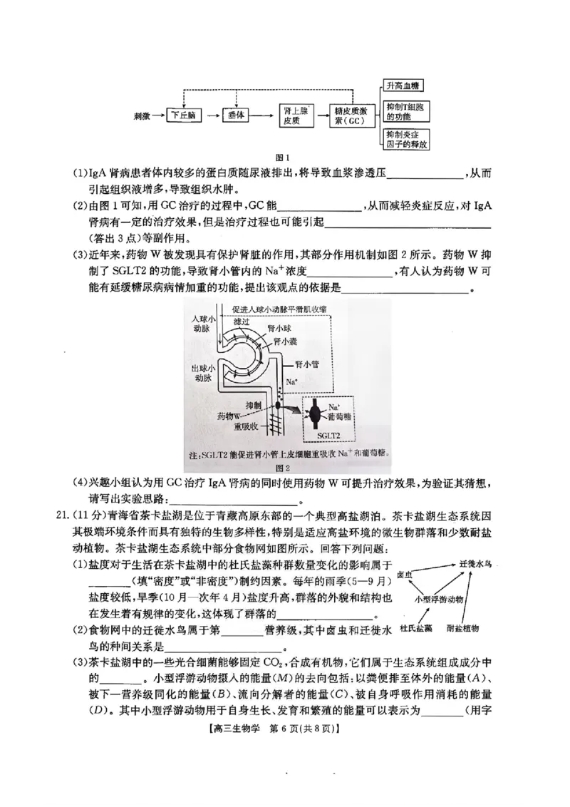 河北金太阳&ldquo;五个一&rdquo;名校联盟2026届高三年级联考生物试题含答案(1)_2026年1月_260121河北五个一名校联盟2026届高三1月联考（全科）