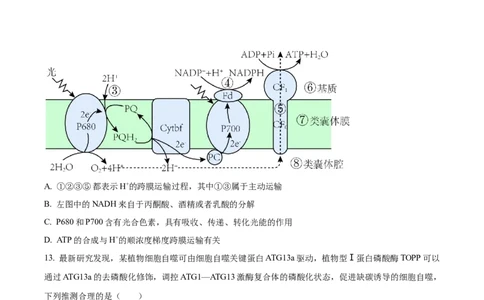 山东省德州市禹城市综合高中2023-2024学年高三10月月考考生物试题(1)_2023年10月_0210月合集_2024届山东省德州市禹城市综合高中高三10月月考