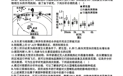 生物试题山西大学附中25-26学年高三1月考(1)_2026年1月_260115山西大学附属中学2025-2026学年高三1月月考（全科）