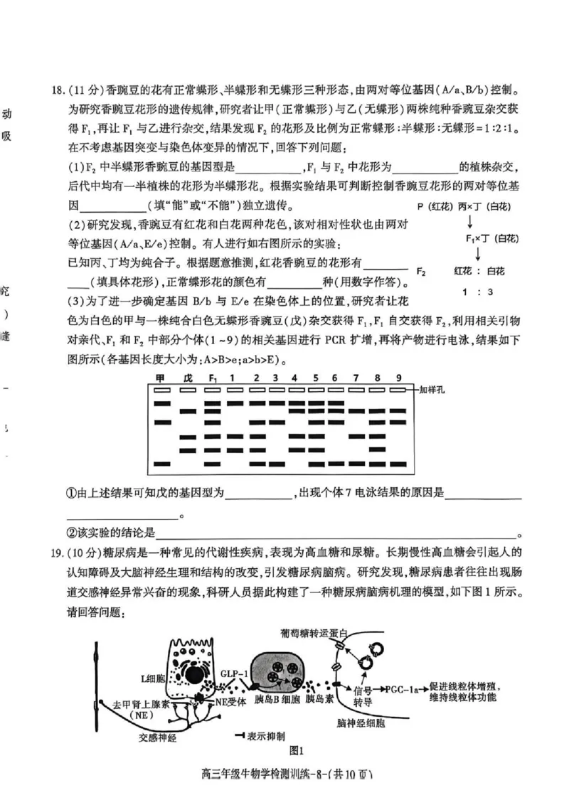 陕西省榆林市2026届高三年级检测训练生物(1)_2026年1月_260127陕西省榆林市2026届高三年级检测训练（榆林二模）（全科）