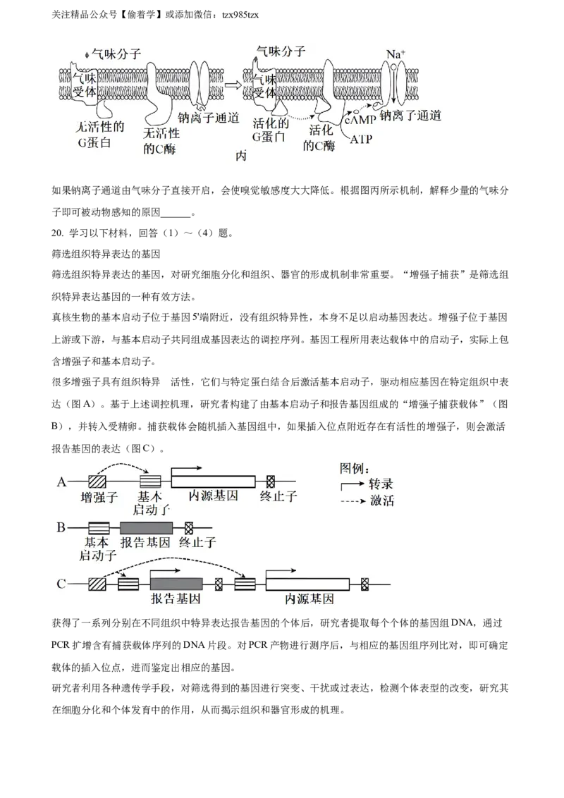 精品解析：2024年北京高考真题生物试卷（原卷版）_高考真题全网收集_生物学_精品解析：2024年新高考北京卷生物高考真题解析（参考版）