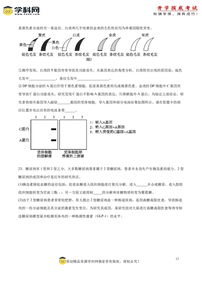 生物（山东卷）（考试版）_2024届新高三开学摸底考试卷_生物-2024届新高三开学摸底考试卷_生物-2024届新高三开学摸底考试卷（山东卷）