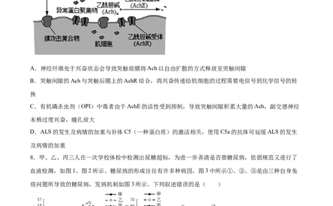 生物（山东卷）（考试版）_2024届新高三开学摸底考试卷_生物-2024届新高三开学摸底考试卷_生物-2024届新高三开学摸底考试卷（山东卷）