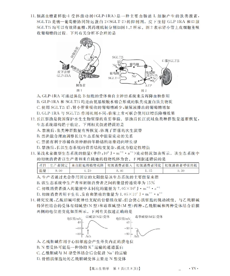 云南省2026届高三上学期1月百万大联考生物(1)_2026年1月_260129金太阳&middot;云南省2026届高三上学期1月百万大联考（全科）