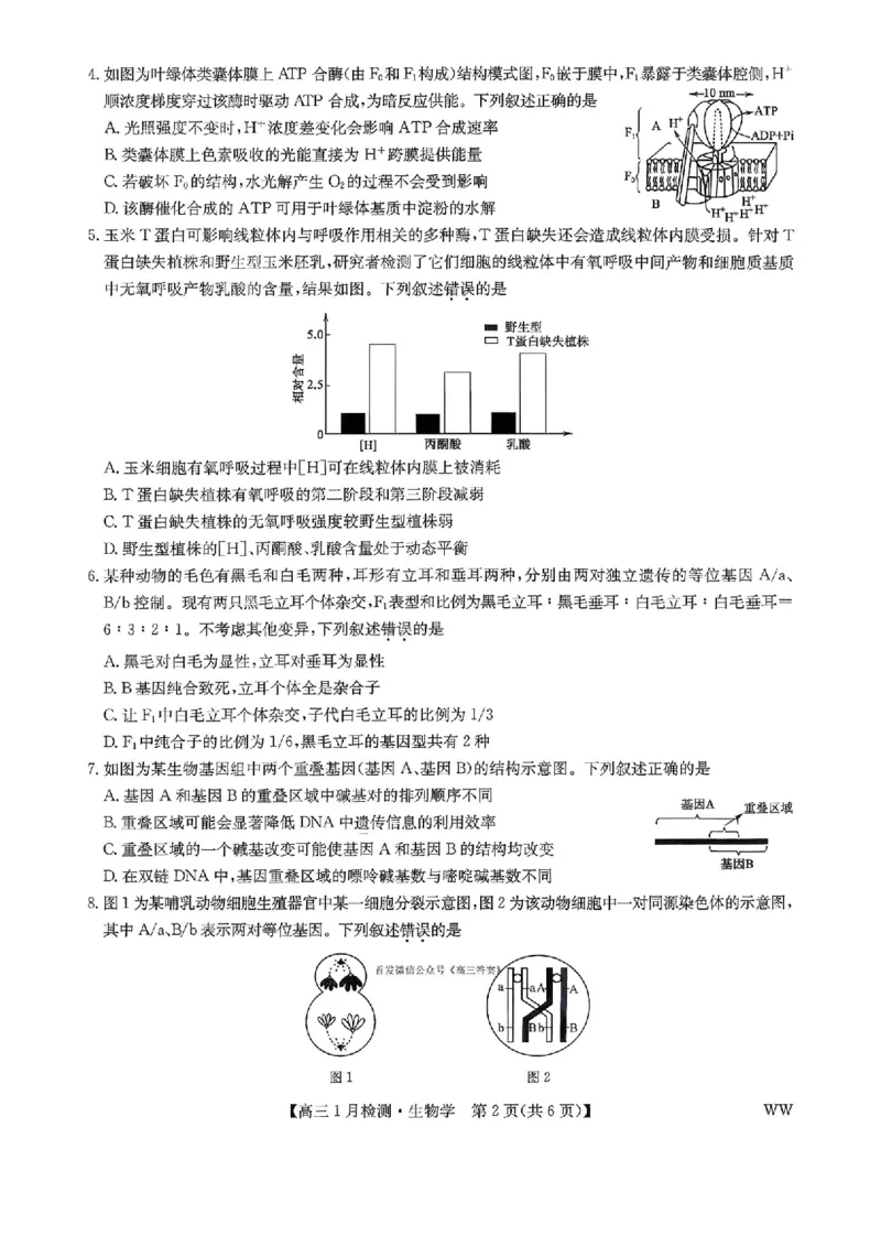 九师联盟2026届高三1月质量检测生物（含答案）(1)_2026年1月_260120九师联盟2026届高三1月质量检测（全科）