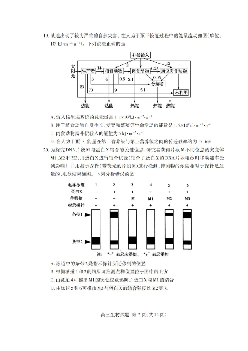 山东省泰安市2026年1月高三期末考试生物(1)_2026年1月_260107山东省泰安市2026年1月高三期末考试（全科）