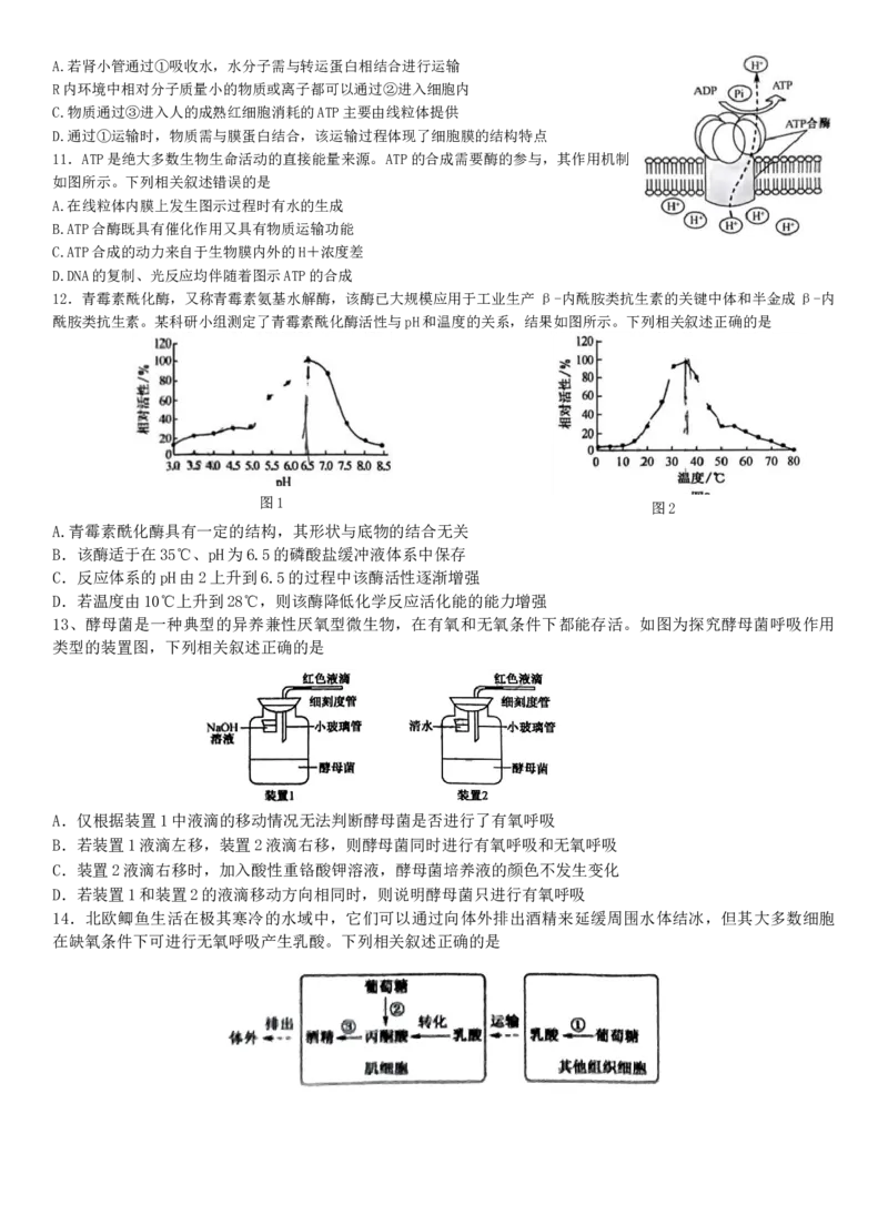 2024河南省部分名校高三核心模拟（一）生物试卷_2023年9月_01每日更新_19号_2024九师联盟（河南省名校）高三上学期核心模拟（一）