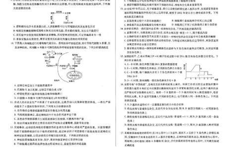 扫描件_生物试题(1)_2023年10月_0210月合集_2024届河南省天一大联考高三上学期阶段性测试（二）_河南省天一大联考2024届高三上学期阶段性测试（二）生物