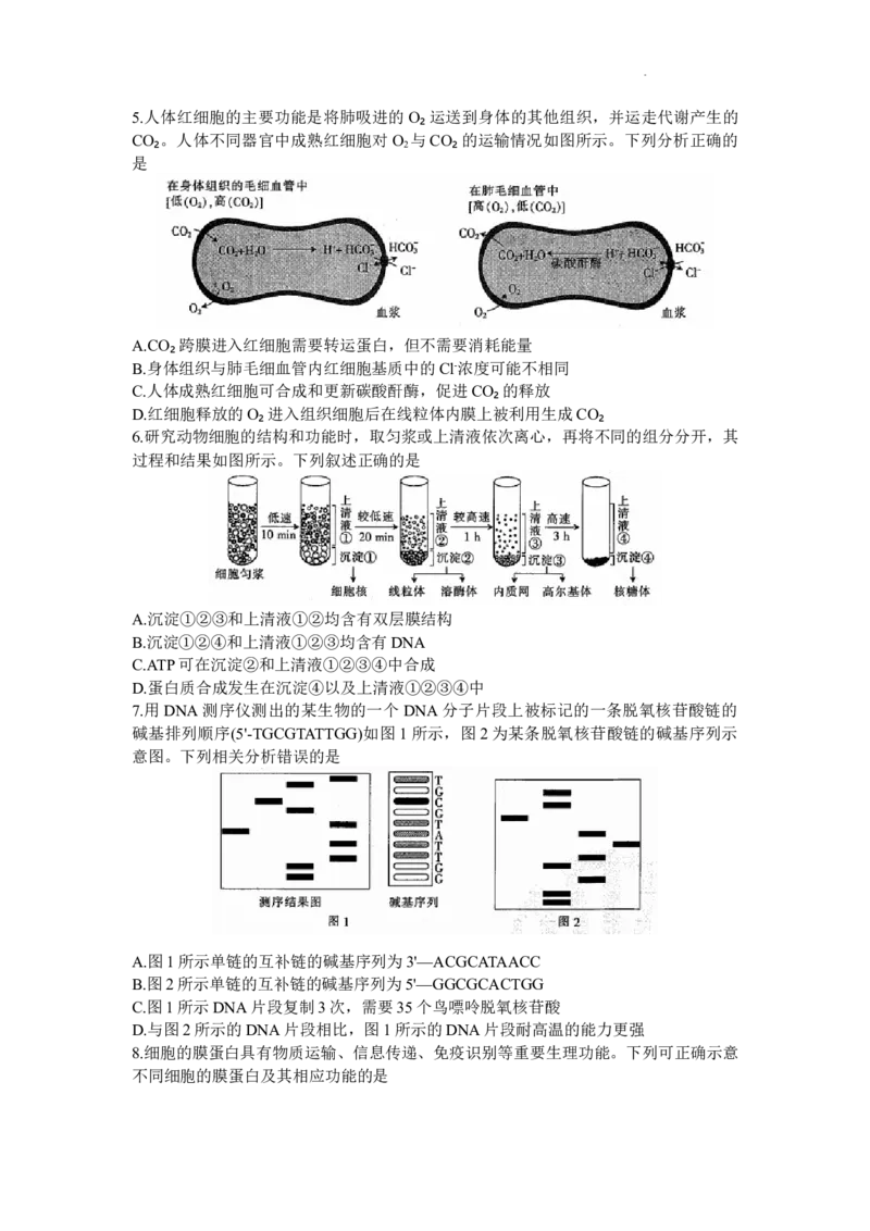 山东省部分学校2024届高三上学期十月联考生物试题(1)_2023年10月_0210月合集_2024届山东省金太阳高三上学期十月联考（金太阳24-12C）_2024届山东省部分学校高三上学期十月联考生物试题
