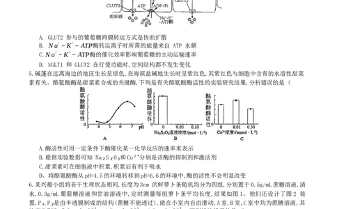 重庆育才中学、鲁能巴蜀中学、万州高级中学高2026届高三10月联合考试生物试题（含答案）_2025年10月