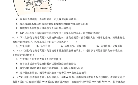 专题19免疫调节（原卷卷）_近10年高考真题汇编（必刷）_十年（2014-2024）高考生物真题分项汇编（全国通用）_十年（2014-2023）高考生物真题分项汇编（全国通用）