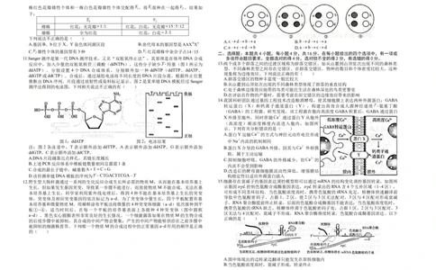 高三生物(1)_2026年1月_260106湖南省金太阳市、县级优质高中协作体2026届高三元月联考（全科）_湖南省金太阳市、县级优质高中协作体2026届高三元月联考生物