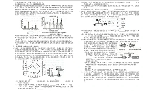高三生物(1)_2026年1月_260106湖南省金太阳市、县级优质高中协作体2026届高三元月联考（全科）_湖南省金太阳市、县级优质高中协作体2026届高三元月联考生物