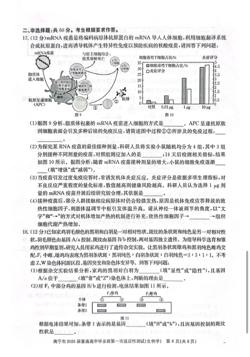 南宁市2026届普通高中毕业班第一次适应性测试生物试题含答案(1)_2026年1月_260121广西南宁市2026届普通高中毕业班第一次适应性测试（全科）
