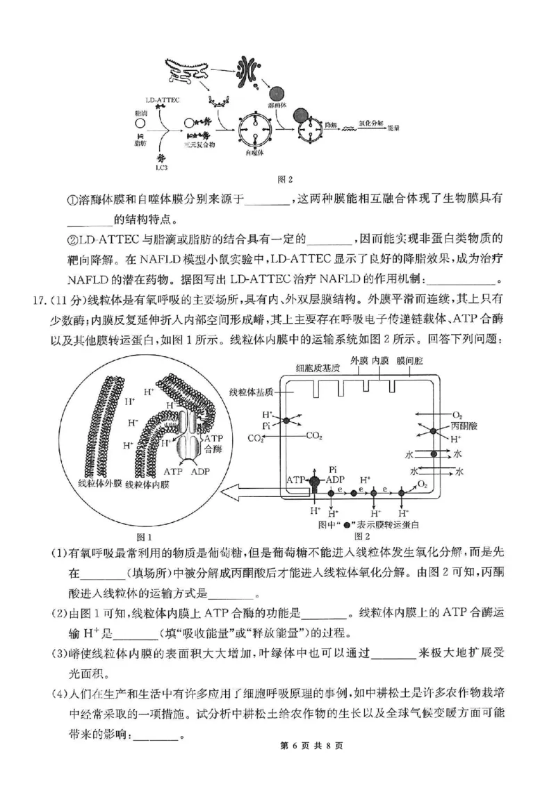 重庆市好教育联盟2026届高三（上）10月联考+生物_2025年10月_251016重庆市金太阳好教育联盟2026届高三10月联考（26-65C）（全科）