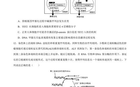 生物2026届高三高考模拟调研（一）试卷(1)_2026年1月_2601072026年重庆市高三康德高考模拟调研卷（一）（全科）