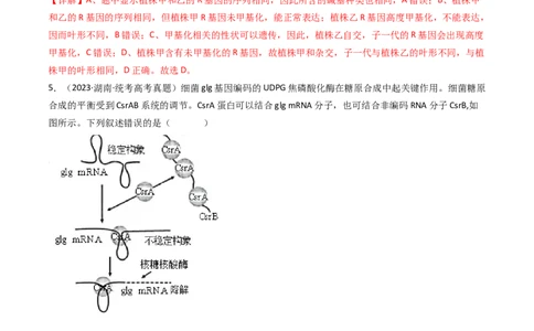 专题10遗传的分子基础（解析卷）_近10年高考真题汇编（必刷）_十年（2014-2024）高考生物真题分项汇编（全国通用）_十年（2014-2023）高考生物真题分项汇编（全国通用）