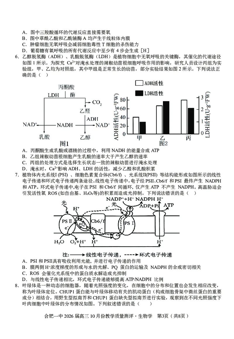 高三10月份教学质量测评生物卷_2025年10月_251028超清原版：安徽省合肥一中2026届高三10月份教学质量测评（全科）