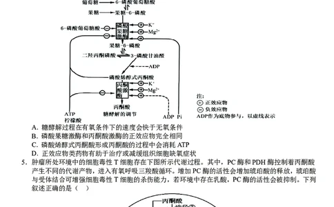 高三10月份教学质量测评生物卷_2025年10月_251028超清原版：安徽省合肥一中2026届高三10月份教学质量测评（全科）
