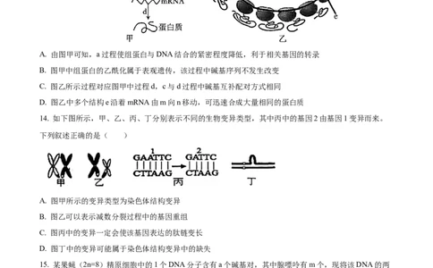 黑龙江省哈尔滨市第九中学2024-2025学年高三上学期期中考试生物Word版含答案_11月_241102黑龙江省哈尔滨市第九中学2024-2025学年高三上学期期中考试