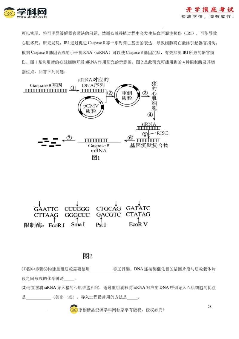 生物（山东卷）（全解全析）_2024届新高三开学摸底考试卷_生物-2024届新高三开学摸底考试卷_生物-2024届新高三开学摸底考试卷（山东卷）