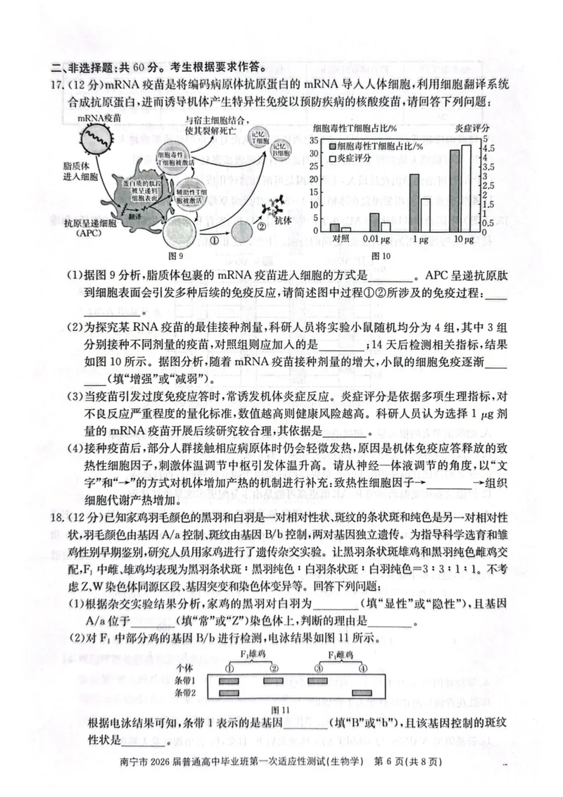 南宁市2026届普通高中毕业班第一次适应性测试生物(1)_2026年1月_260121广西南宁市2026届普通高中毕业班第一次适应性测试（全科）