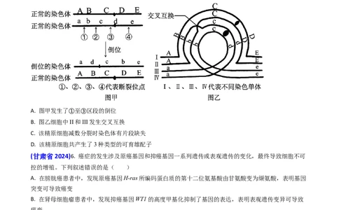 专题10变异与育种-2024年高考真题和模拟题生物分类汇编(学生卷）_近10年高考真题汇编（必刷）_十年（2014-2024）高考生物真题分项汇编（全国通用）