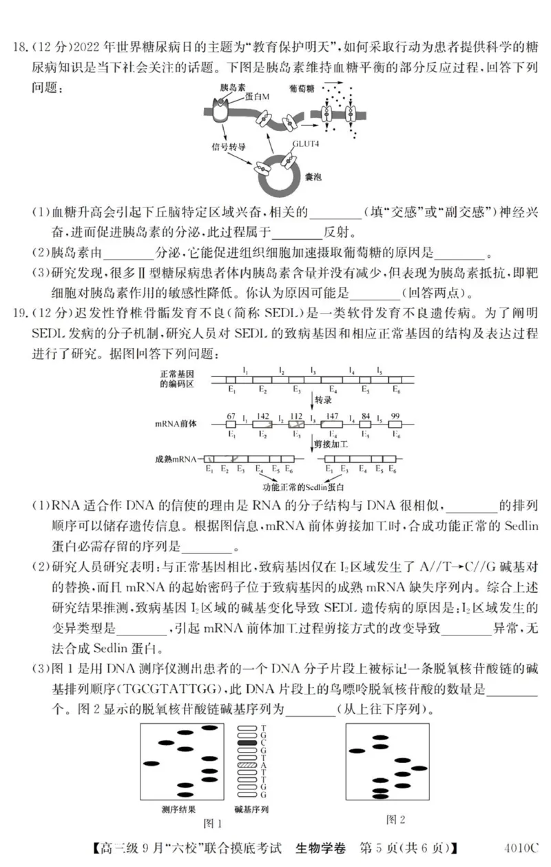 广东六校高三上(9月联考)-生物试题+答案(1)_2023年9月_029月合集_2024届广东省六校（清中、河中、北中、惠中、阳中、茂中）高三9月联考