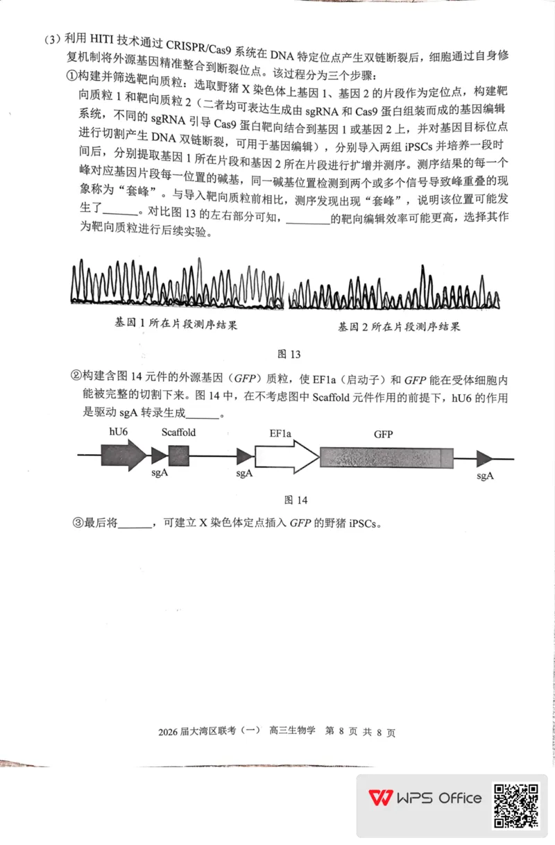 2026届大湾区普通高中毕业年级联合模拟考试(一)+生物学(1)_2026年1月_260128广东省大湾区2026届普通高中毕业年级高三年级联合模拟考试（一）（全科）