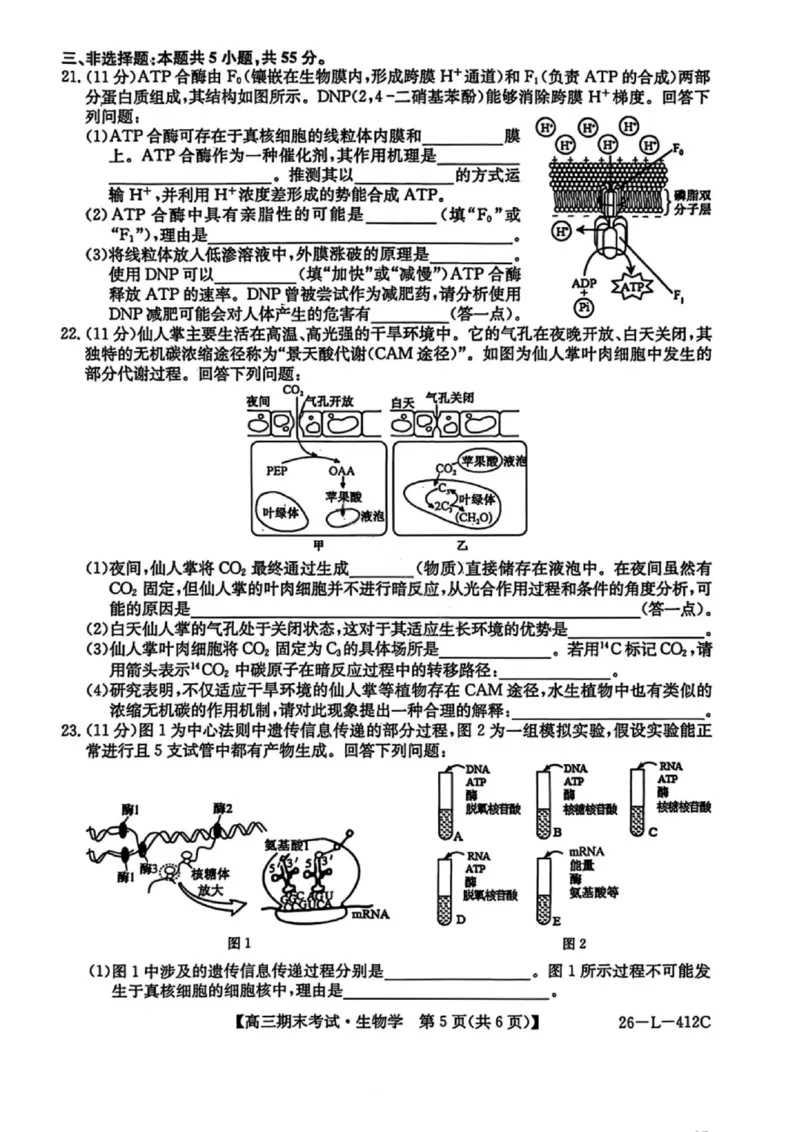 生物试卷-黑龙江省齐齐哈尔市2026届高三上学期1月期末考试（26&mdash;L&mdash;412C）(1)_2026年1月_260111黑龙江省齐齐哈尔市2026届高三上学期1月期末考试（26&mdash;L&mdash;412C）（全科）